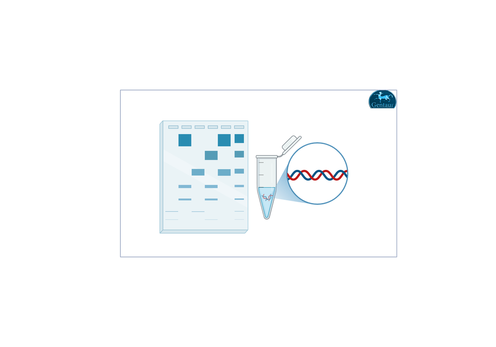  DNA Ladder 